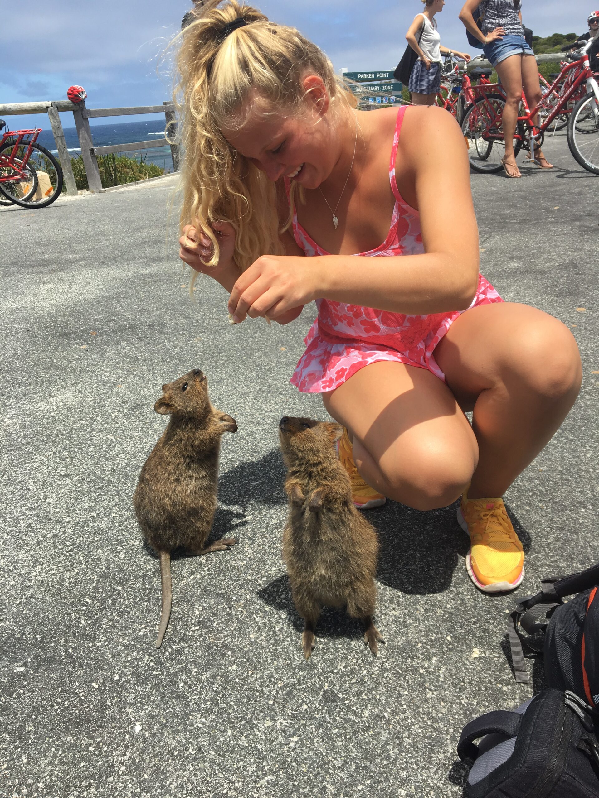 Quokkas 