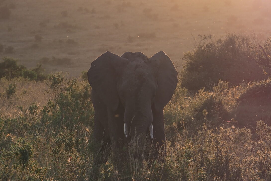 Elefant im Maasei Mara beim Sonnenuntergang