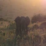Elefant im Maasei Mara beim Sonnenuntergang