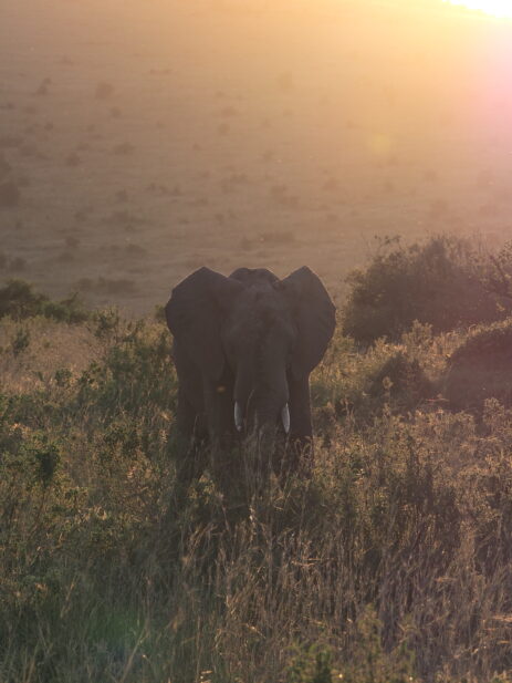 Elefant im Maasei Mara beim Sonnenuntergang