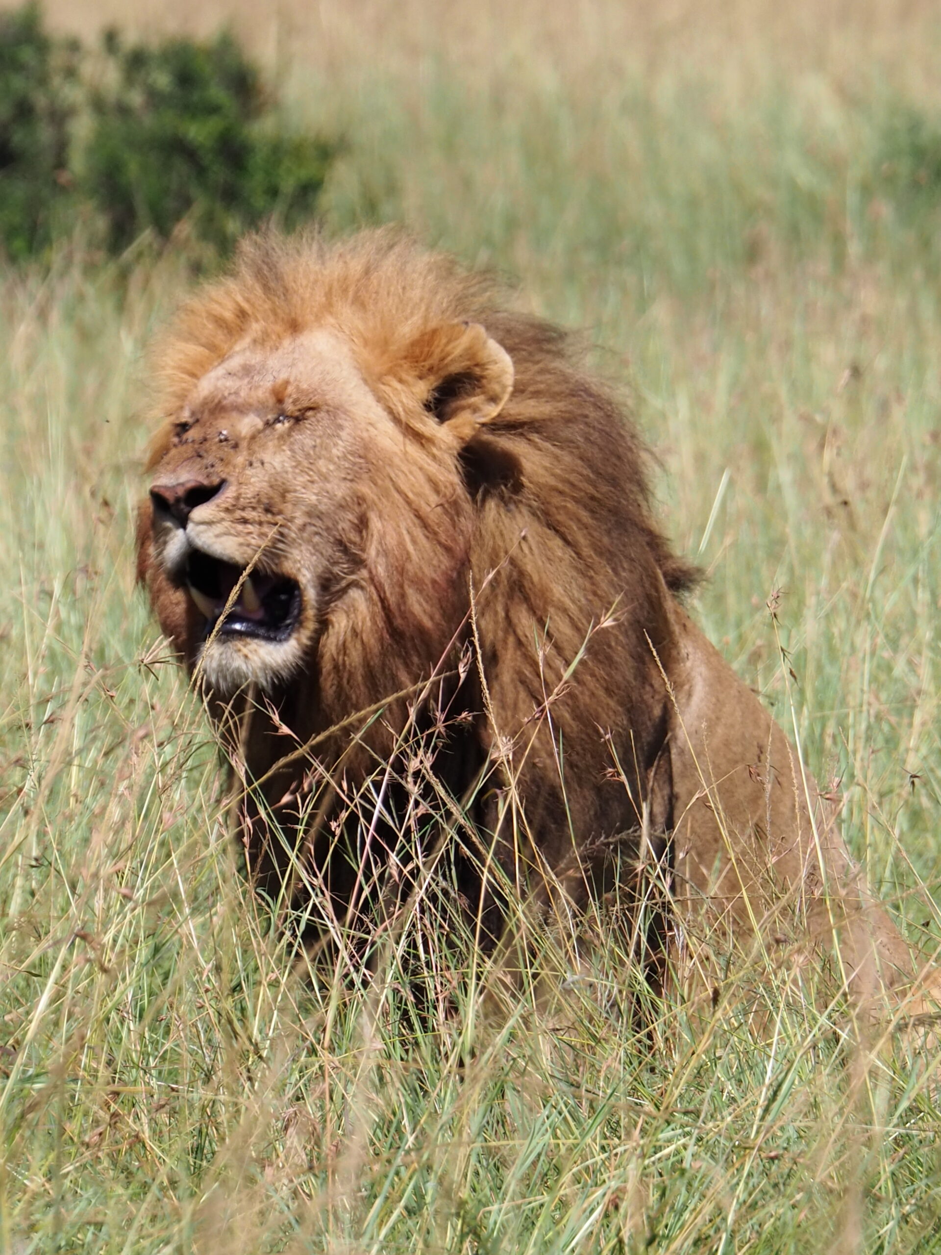 Maasei Mara 
