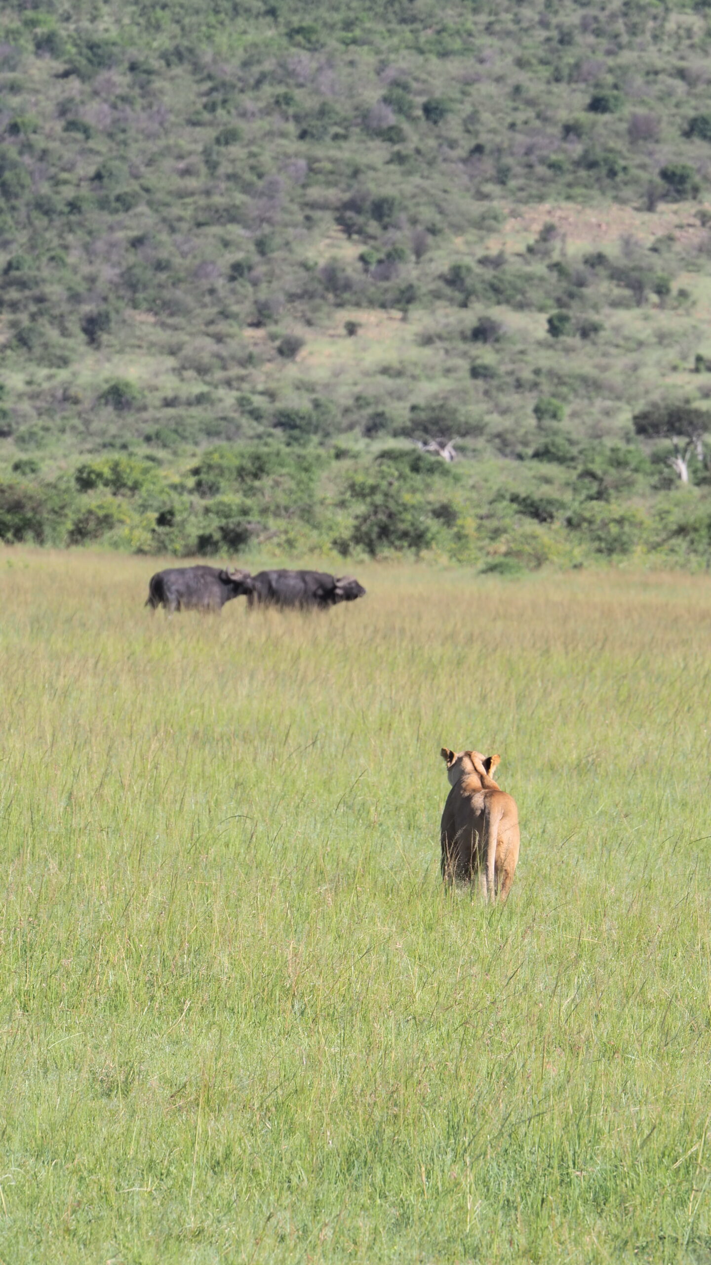 Löwen im Maasei Mara beim erfolglosen Jagdversuch