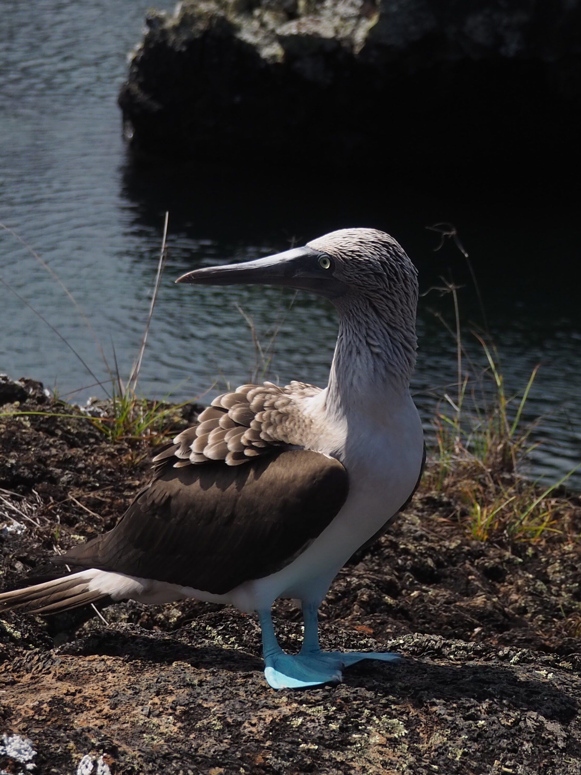 Blaufuß Bobby, Galapagos Inseln